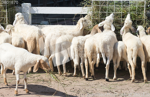 Image of sheep in farm