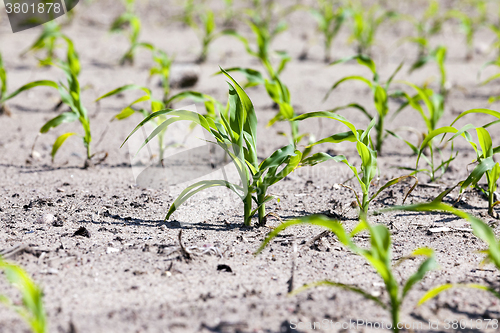 Image of corn field. close-up  