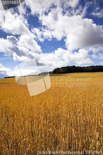 Image of  grow ripe wheat.