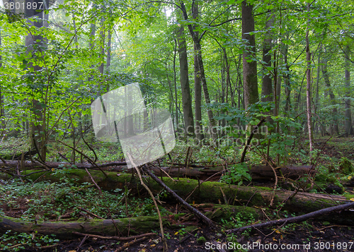 Image of Old moss wrapped spruce tree lying in deciduous stand