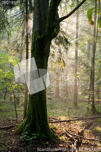 Image of Beams of light entering forest