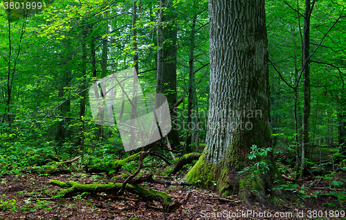 Image of Deciduous stand in summer with broken trees