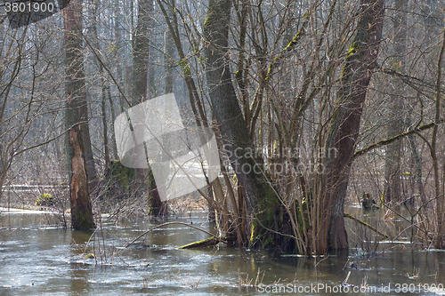 Image of Riparian stand flooded in springtime