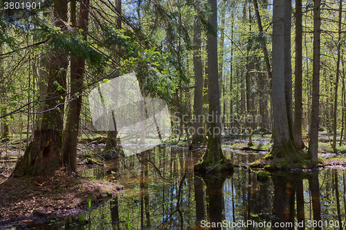 Image of Riparian stand of Bialowieza Forest in sun