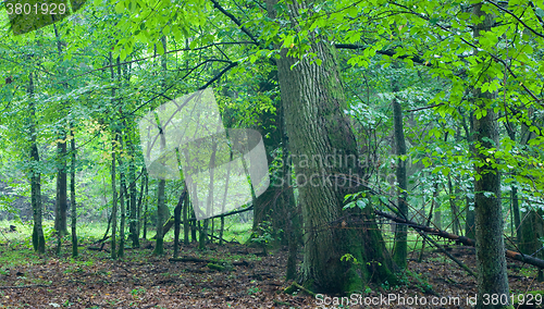 Image of Big old oaks rain after