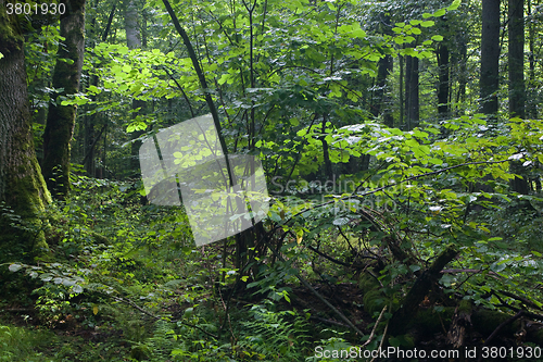 Image of Early morning at deciduous forest with ash tree