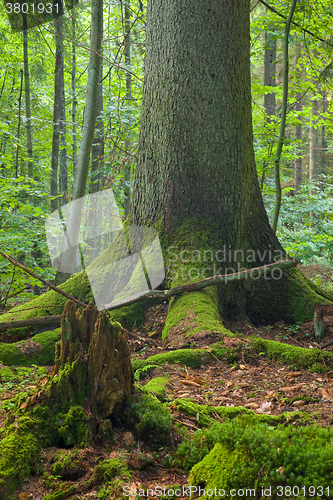 Image of Total declined spruce log wrapped by moss