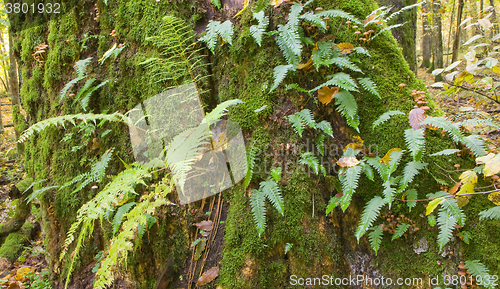 Image of Oak tree with Common Polypody fern