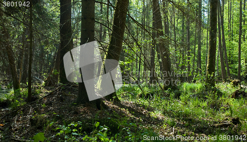 Image of Springtime alder-bog forest stand