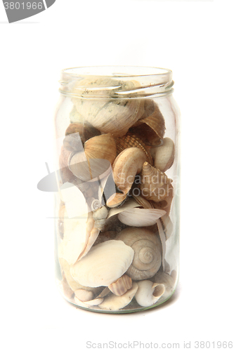 Image of sea shells glass