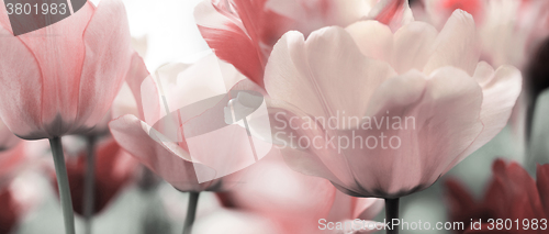 Image of light pink toned spring tulips