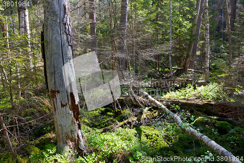 Image of Broken tree roots partly declined inside coniferous stand