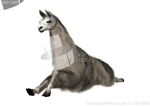 Image of Llama or Lama on White