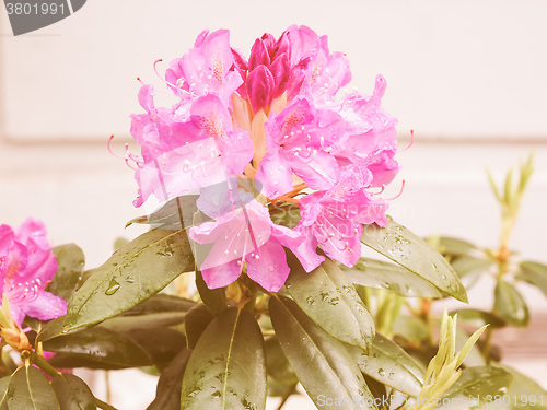 Image of Retro looking Pink Azalea flower