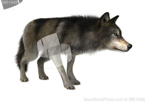 Image of Wild Wolf on White