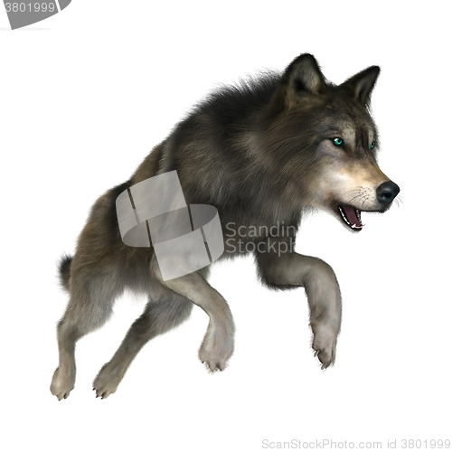 Image of Wild Wolf on White