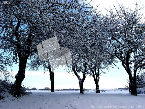 Image of wintertrees