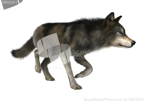 Image of Wild Wolf on White