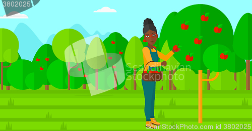 Image of Farmer collecting apples.