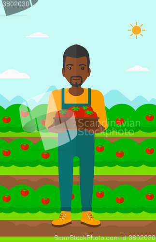 Image of Farmer collecting tomatos.