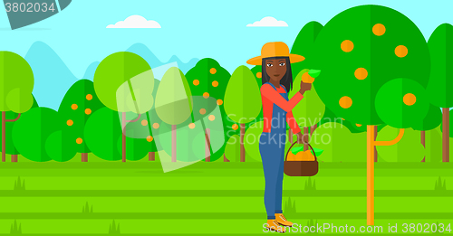 Image of Farmer collecting oranges.