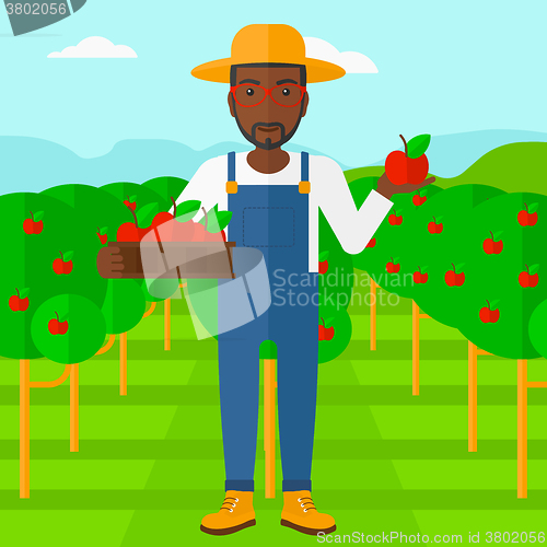 Image of Farmer collecting apples.