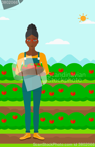 Image of Farmer collecting tomatos.