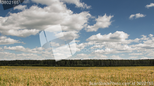 Image of Gold wheat field