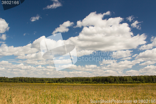 Image of Gold wheat field