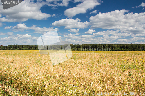 Image of Gold wheat field