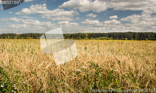 Image of Gold wheat field