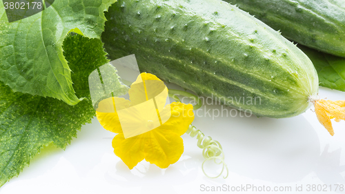 Image of Fresh cucumbers closeup