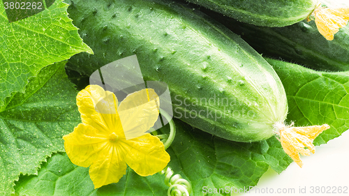 Image of Fresh cucumbers closeup