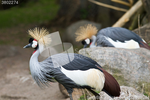 Image of Crowned Crane, Balearica regulorum