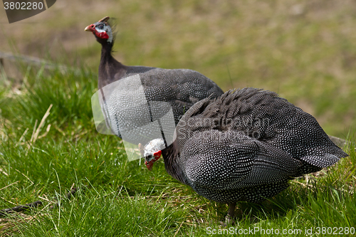 Image of Helmeted guineafowl