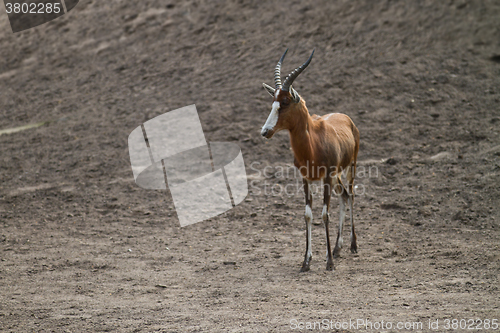 Image of antelope