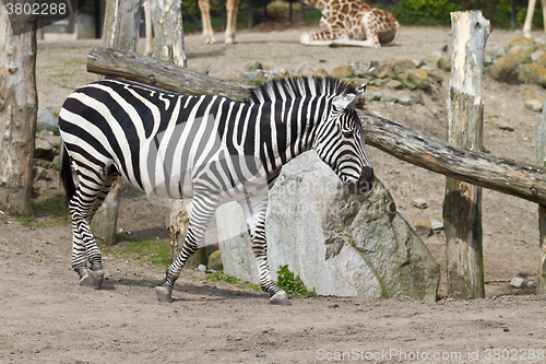 Image of Zebra