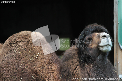 Image of Camel
