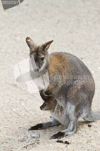 Image of kangaroo with baby in pouch