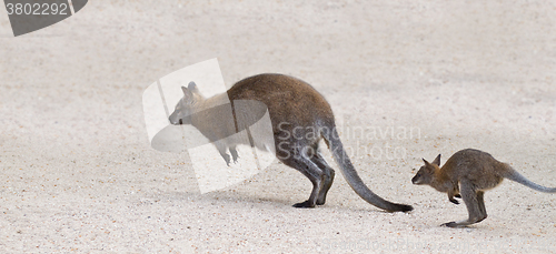 Image of Two kangaroo jumping