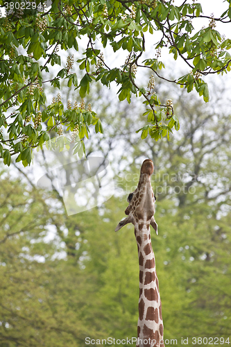 Image of Girafe eating a leaf