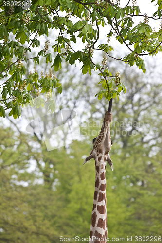 Image of Girafe eating a leaf