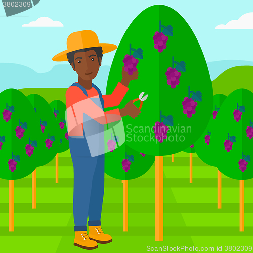 Image of Farmer collecting grapes.