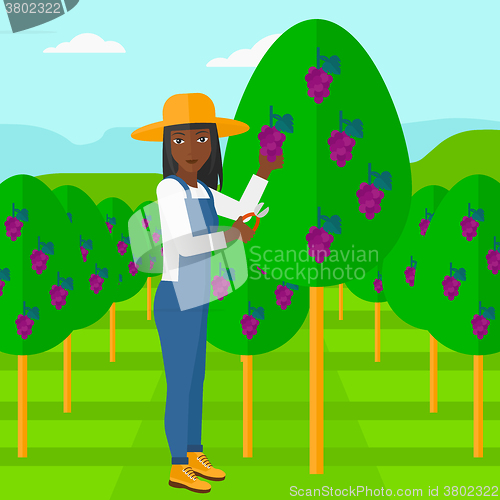 Image of Farmer collecting grapes.