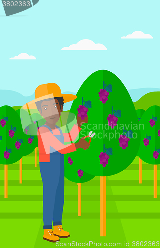 Image of Farmer collecting grapes.