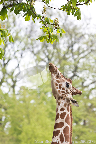 Image of Girafe eating a leaf