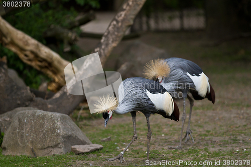 Image of Crowned Crane, Balearica regulorum