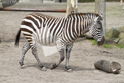 Image of Zebra