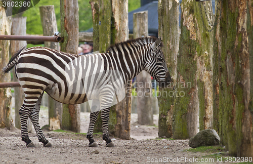 Image of Zebra