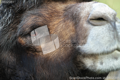 Image of Camel
